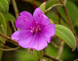 Tibouchina semidecandra at Strybing Arboretum, San Francisco