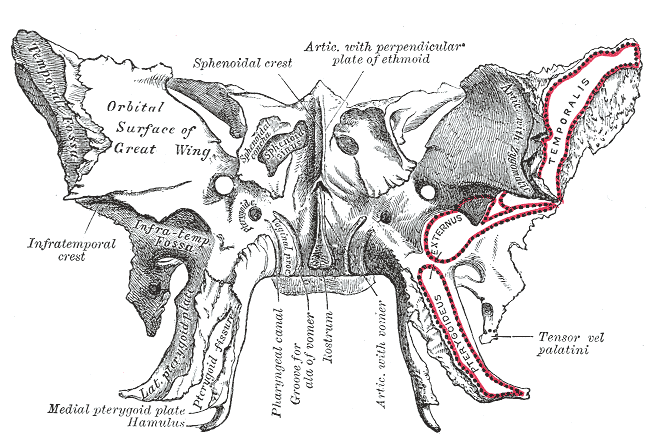 image:Gray_146_-_Sphenoid_bone._Anterior_and_inferior_surfaces.png