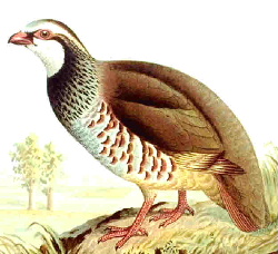 Red-legged Partridge