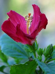 180px-Brightpinkhibiscus.jpg