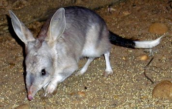 image:bilby_1.jpg