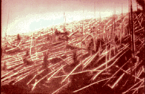Trees felled by the Tunguska blast. Photograph from Kulik's  expedition.