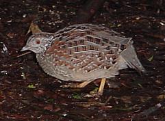 Image:Painted Buttonquail.jpg