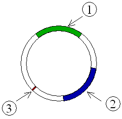 Figure 2 : Schematic drawing of a plasmid with antibiotic resistances (1&2) and an ori(3)