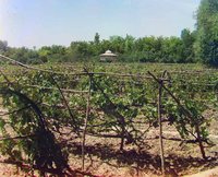 Vineyard with bird netting