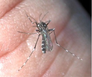  (Aedes albopictus), a speciesintroduced to the USA, here biting a human.