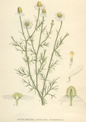 Matricaria recutita