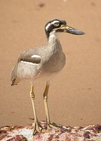 Beach Stone-curlew