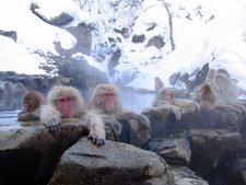 The Japanese Macaques at  hotspring in  have become famous for their winter visits to the spa.