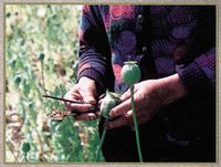 Harvesting opium.