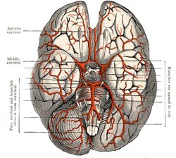 Illustration of the human brain. Image provided by Classroom Clip Art (http://classroomclipart.com)