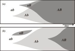 This diagram illustrates how sex might create novel genotypes more rapidly. Two advantageous alleles A and B occur at random. The two alleles are recombined rapidly in (a), a sexual population, but in (b), an asexual population, the two alleles must independently arise.