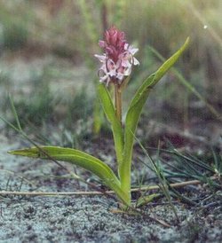 Spotted Orchid (Dactylorhiza incarnata)