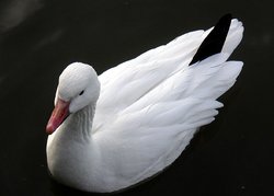 Lesser snow goose (white phase)