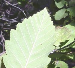 Mountain Alder leaves (2)