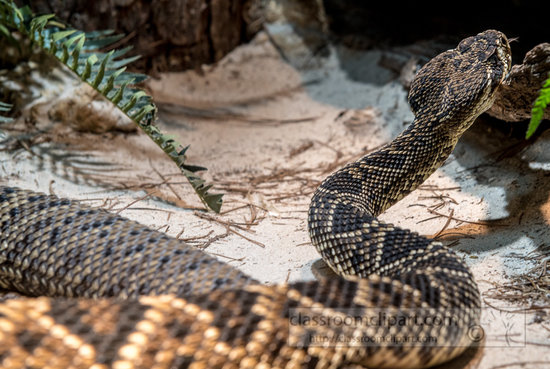 Asian pipe snakes - Encyclopedia of Life