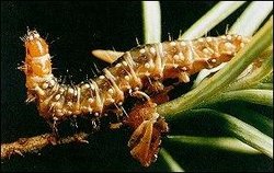 Spruce Budworm larva