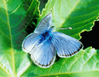 Palos Verdes blue butterfly