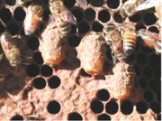 Peanut-like queen brood cells extend outward and downward from the broodcomb.  This picture likely depicts emergency cells.