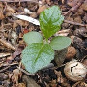 This seedling germinated producing two plain-looking cotyledons later followed by two normal-looking leaves that are small copies of the adult leaves.
