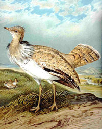 Houbara Bustard