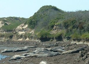  hauled out on the beach at Ao Nuevo State Park