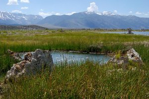 Freshwater spring next to Mono Lake