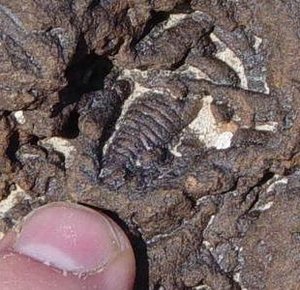 Trilobite seen above Mesquite Springs