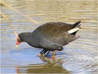 Photo: Dusky Moorhen