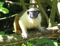 Pied Tamarin