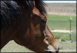 Photo of a horse, courtesy of Classroom Clipart (http://classroomclipart.com)