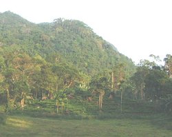 View from the Blue Magpie Lodge