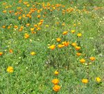 Wildflowers in Berkeley, CA