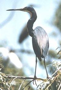 Non-breeding plumaged adult