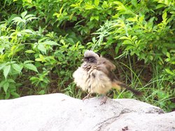 Masked Laughingthrush