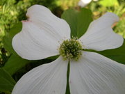 A single flowerhead, showing the large white petal-like bracts and the tight cluster of small greenish-yellow flowers. Early May, 
