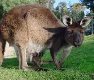 Western Grey Kangaroo with joey