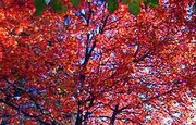 Fall foliage of red maple