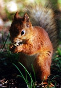 Eurasian Red Squirrel (Sciurus vulgaris)