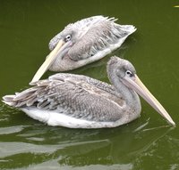 Pink-backed Pelican