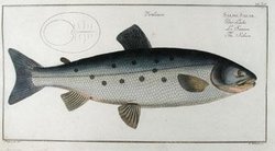 Engraving of a Salmon