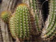 Some varieties of cactus have long, sharp spikes.