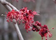 Flowers on Red Maple