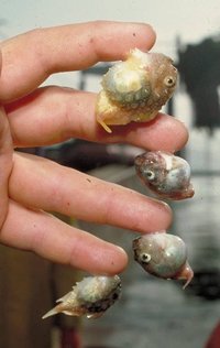 Toad and Pacific Spiny Lumpsuckers demonstrating adhesive pelvic discs