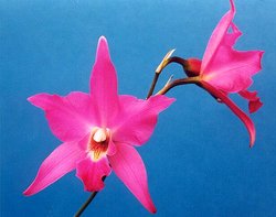 Laelia gouldiana