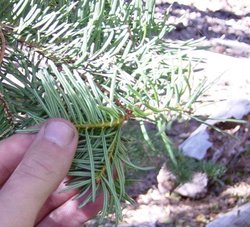 Red Fir needles