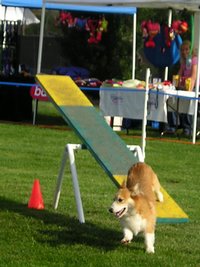 Sable Pembroke doing agility teeter-totter