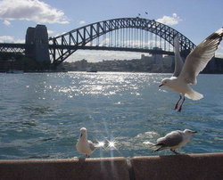 Sydney Harbor Bridge and birds.