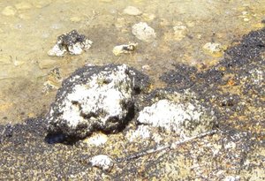 Mono Lake alkali flies