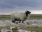 A horned sheep in the , UK.